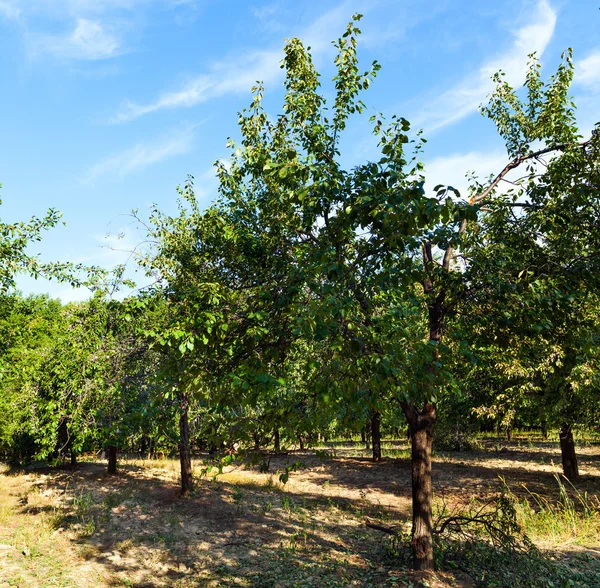 Landskap med plommonträd orchard — Stockfoto