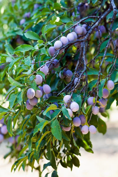 Closeup of a branch with plums — Stock Photo, Image