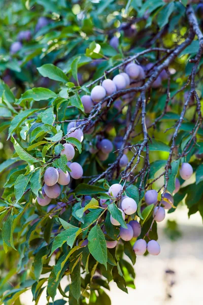 Closeup of a branch with plums — Stock Photo, Image
