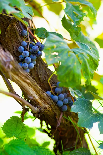 Гроздья винограда в винограднике — стоковое фото