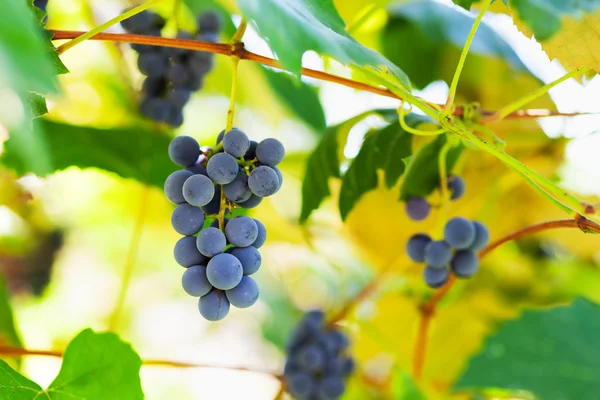 Гроздья винограда в винограднике — стоковое фото