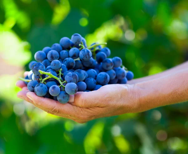 Крупный план с руками, полными винограда — стоковое фото