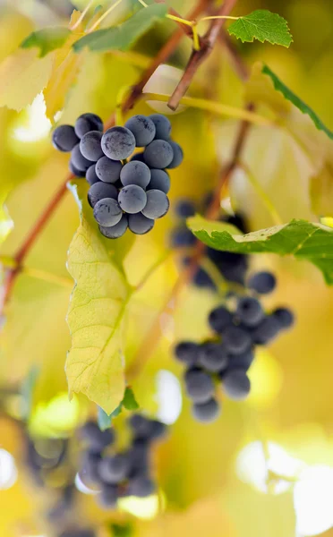 Hrozny hroznů na vinici — Stock fotografie