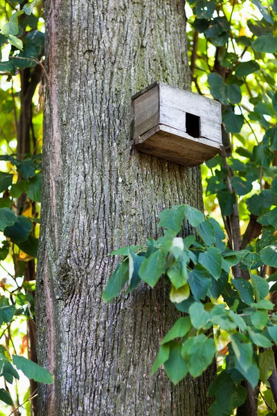 Bir ağaç gövdesi üzerinde kuş evi — Stok fotoğraf