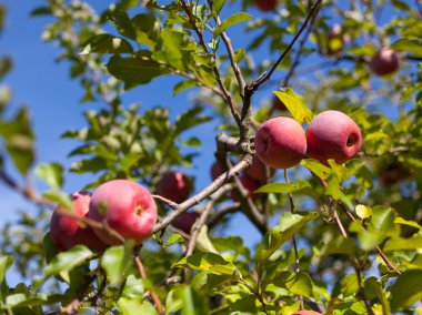 Ripe red apples in an orchard