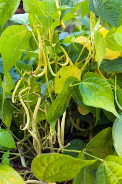 Olgun fasulye bakla kırsal