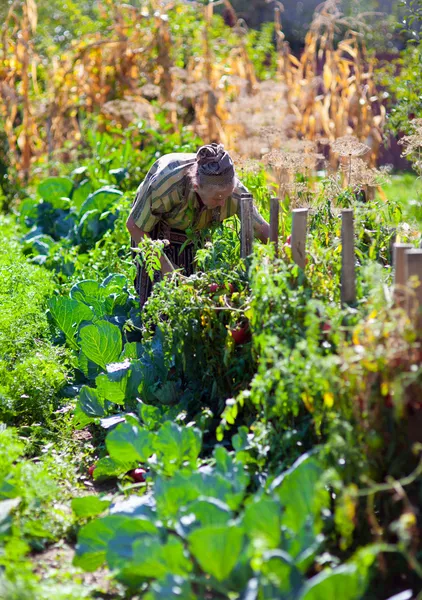 Old woman working in her garden — Stock Photo, Image