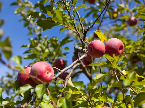 Manzanas rojas maduras en un huerto — Foto de Stock