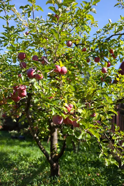 Mogna röda äpplen i en fruktträdgård — Stockfoto