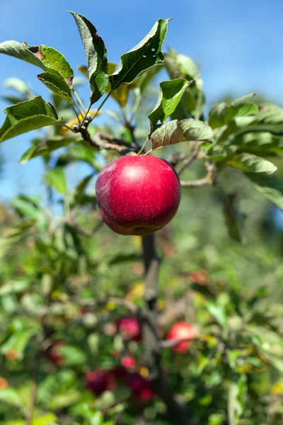 Ripe red apples in an orchard — Stock Photo, Image