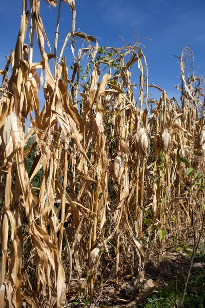 Verdorrtes Maisfeld mit blauem Himmel darüber — Stockfoto