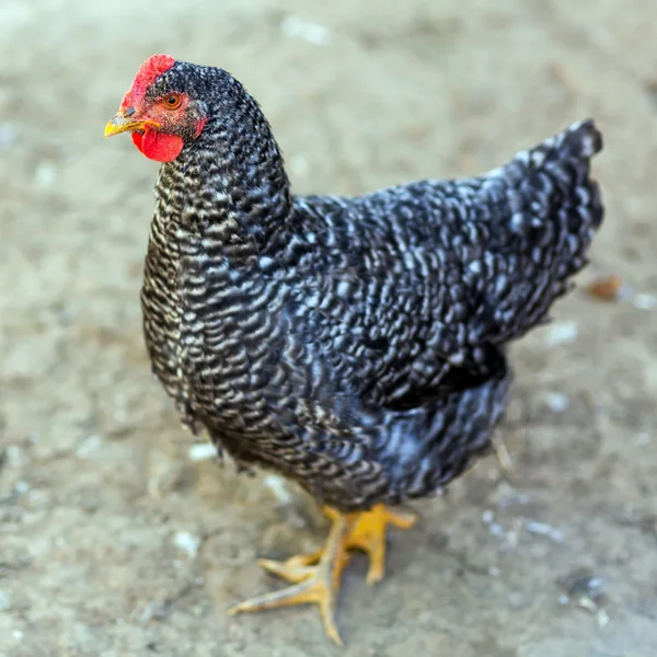 Pollo en el campo — Foto de Stock