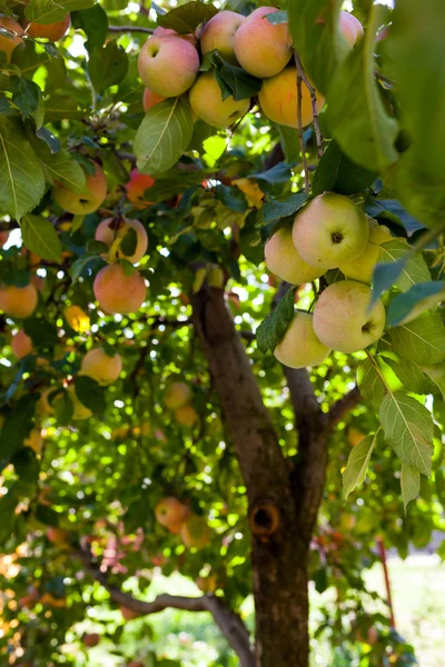 Apple boom in een orcjard — Stockfoto