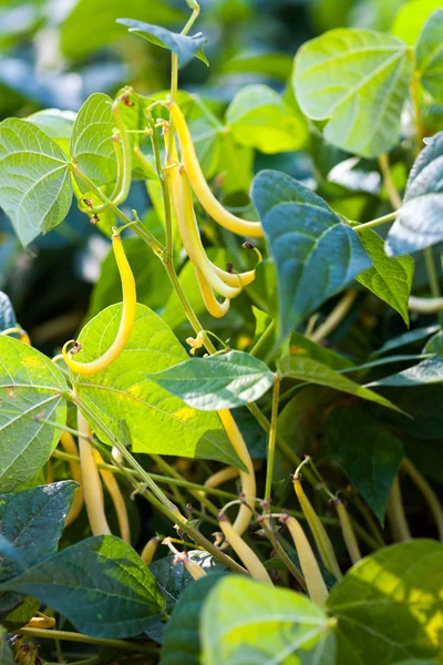 Yellow bean pods in the countryside — Stock Photo, Image