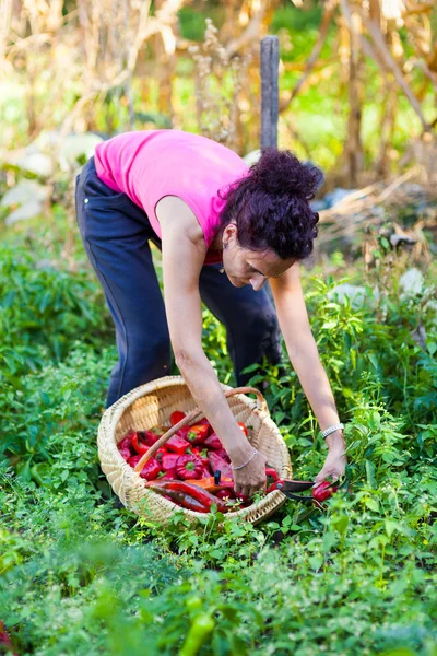 Young woman picking peppers in a basket — Stock Photo, Image