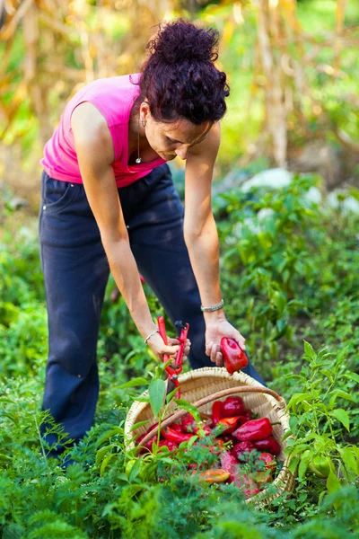 Jonge vrouw plukken paprika's in een mand — Stockfoto