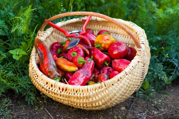 Närbild av en korg full av röd paprika — Stockfoto