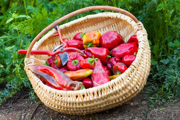 Primer plano de una canasta llena de pimientos rojos — Foto de Stock