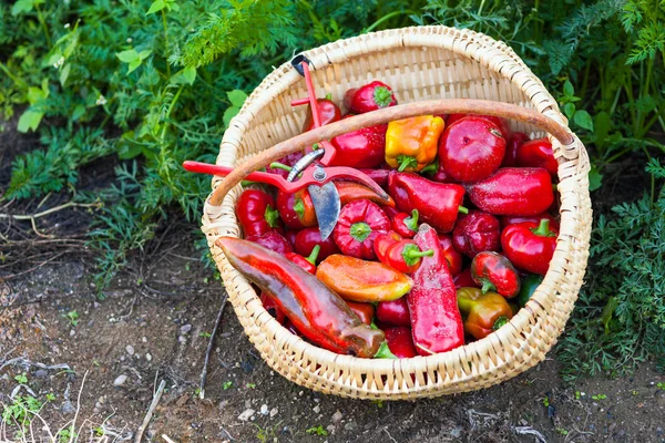 Närbild av en korg full av röd paprika — Stockfoto