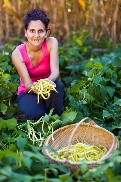 Jovem mulher colhendo vagens de feijão no campo — Fotografia de Stock