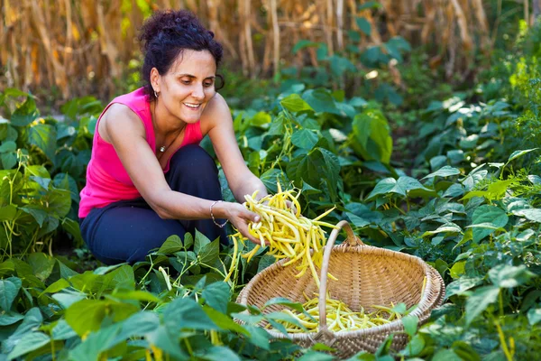 Young woman picking bean pods in the countryside — Stock Photo, Image