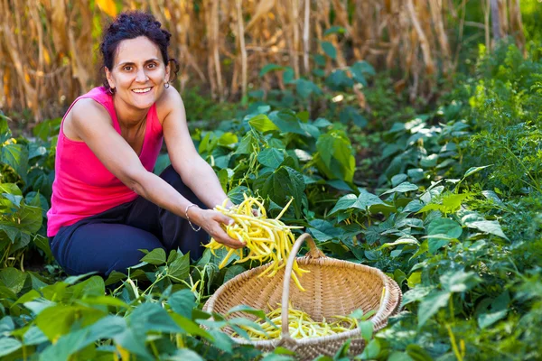 Tânără femeie culegând păstăi de fasole în mediul rural — Fotografie, imagine de stoc