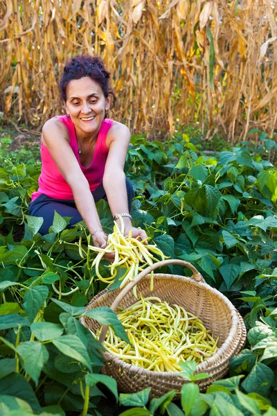 Junge Frau pflückt Bohnenschoten auf dem Land — Stockfoto