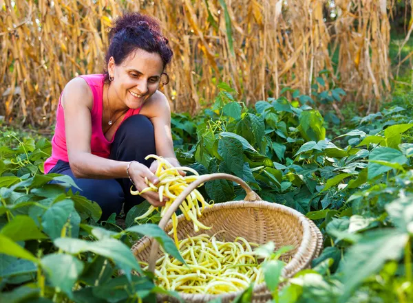 Junge Frau pflückt Bohnenschoten auf dem Land — Stockfoto