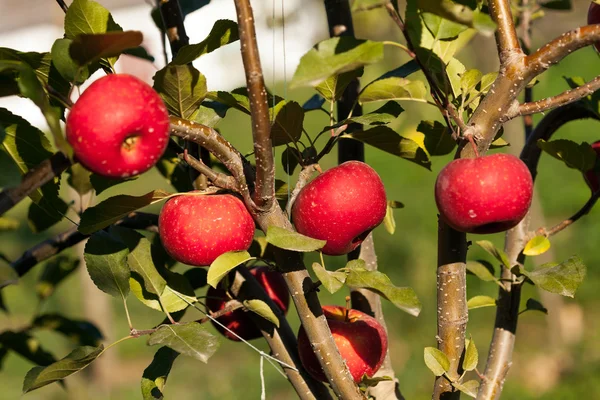 Manzanas rojas maduras en un árbol — Foto de Stock