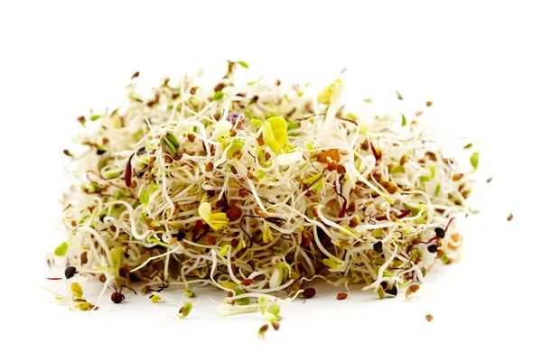 Diversos brotes germinales — Foto de Stock