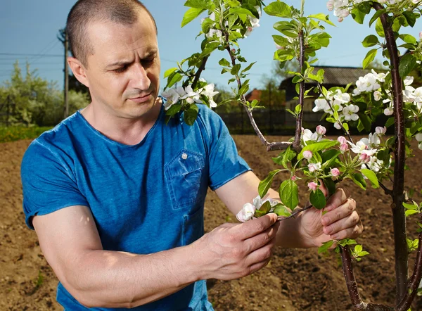 Giovane agricoltore con un melo — Foto Stock