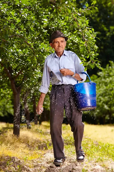 Velho agricultor fertilizando em um pomar — Fotografia de Stock