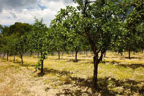 Plum trees orchard — Stock Photo, Image