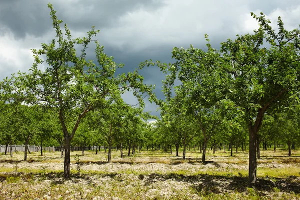 Plum trees orchard — Stock Photo, Image