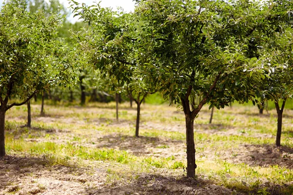 Szilva fák orchard — Stock Fotó