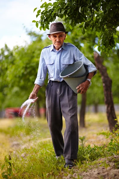 Alter Bauer beim Düngen in einem Obstgarten — Stockfoto