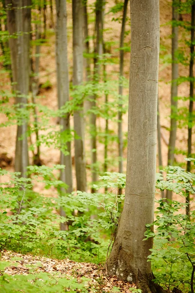 Jovem floresta de faia — Fotografia de Stock