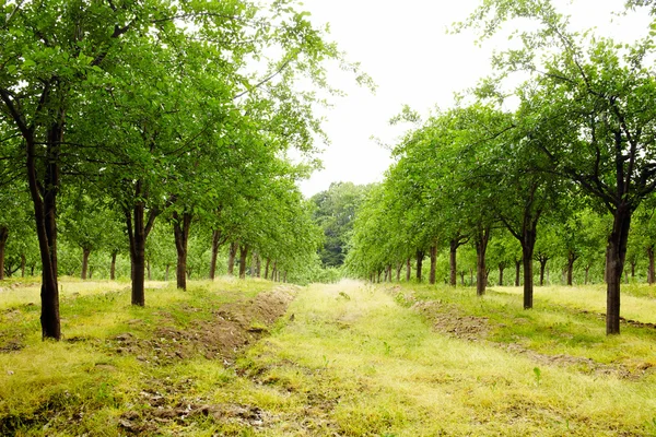 Plum trees orchard — Stock Photo, Image