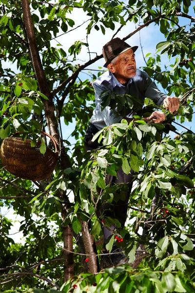 Old farmer picking cherries — Stock Photo, Image