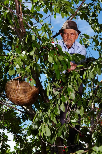 Old farmer picking cherries — Stock Photo, Image