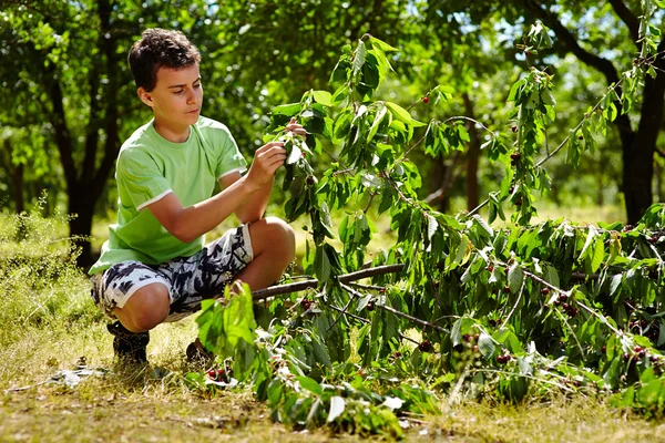 Dospívající dítě výdeje třešně — Stock fotografie