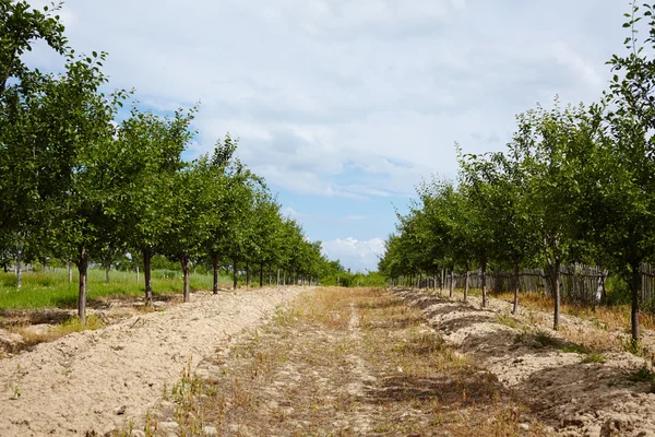 Plum trees orchard — Stock Photo, Image