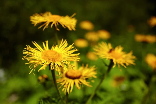 Karahindiba çiçek çiçekler — Stok fotoğraf