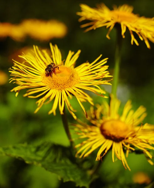 Tarassaco e ape — Foto Stock