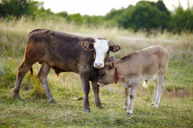 Baby calves playing in the field clipart