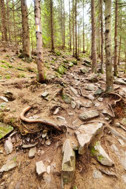 iğne yapraklı orman üzerine yaz