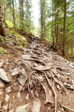 iğne yapraklı orman üzerine yaz