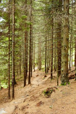 Ladin Çam ormanı bir yaz gününde