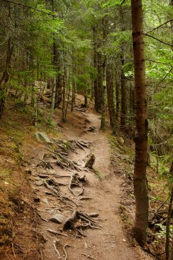 Ladin Çam ormanı bir yaz gününde
