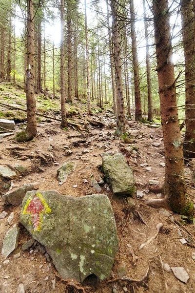 Paesaggio forestale — Foto Stock